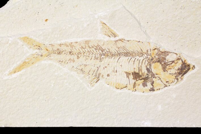 Bargain, Diplomystus Fossil Fish - Wyoming #89143